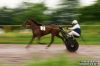 CRW_3740-(Panning).jpg