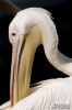CRW_4003 (Cap pelican).jpg